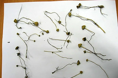 Kaune baigta narplioti byla, kurioje haliucinogeninius grybus vyras siuntė paštomatu