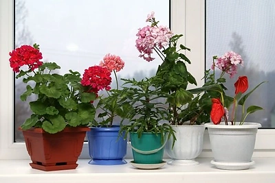 Kambariniai augalai: ką apie jų būklę galima spręsti iš lapų?