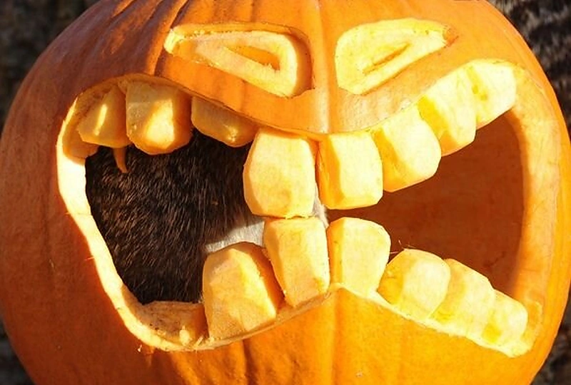 Į moliūgo vidų įlipusi surikata