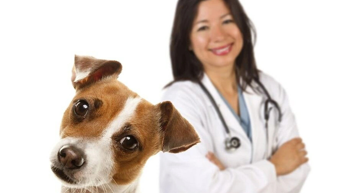 Šuo ir veterinarijos gydytoja