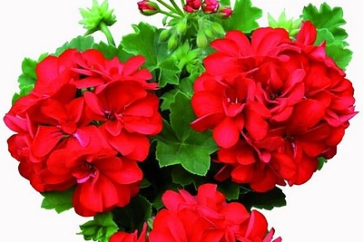 Magiškos augalų galios: pritraukia pinigus, gerina intymų gyvenimą, harmonizuoja santykius