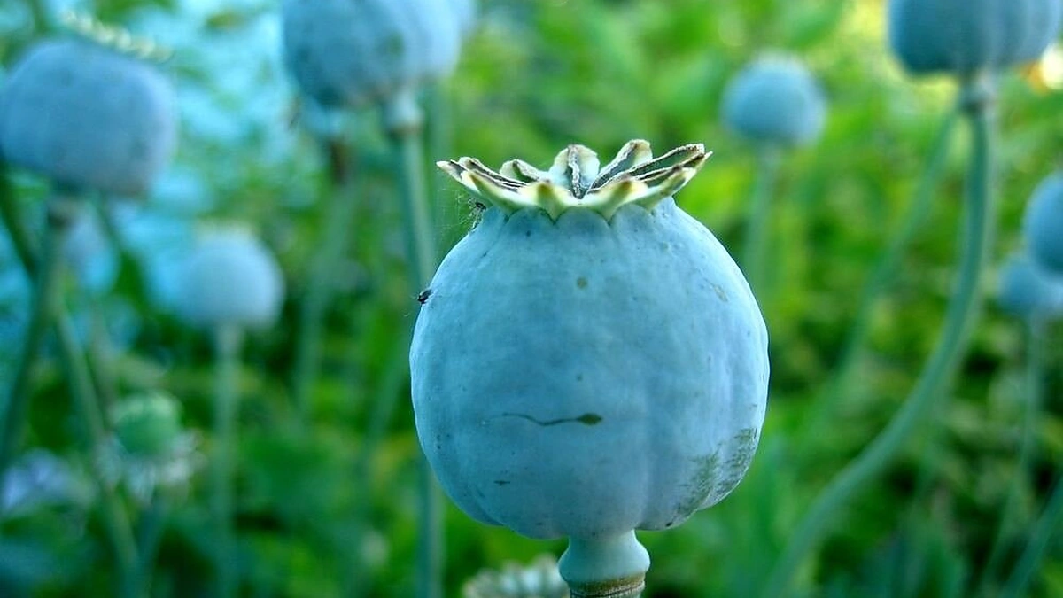 Aguonos - labai senas narkotikas