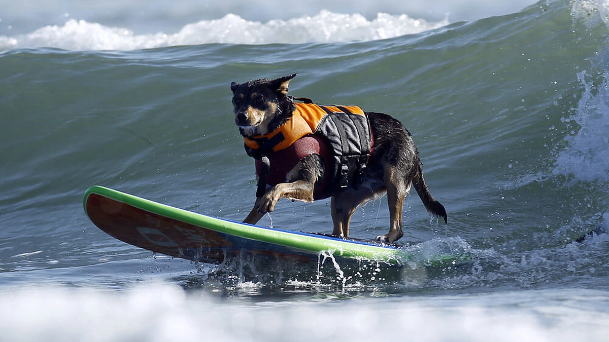 Šunų banglenčių čempionatas