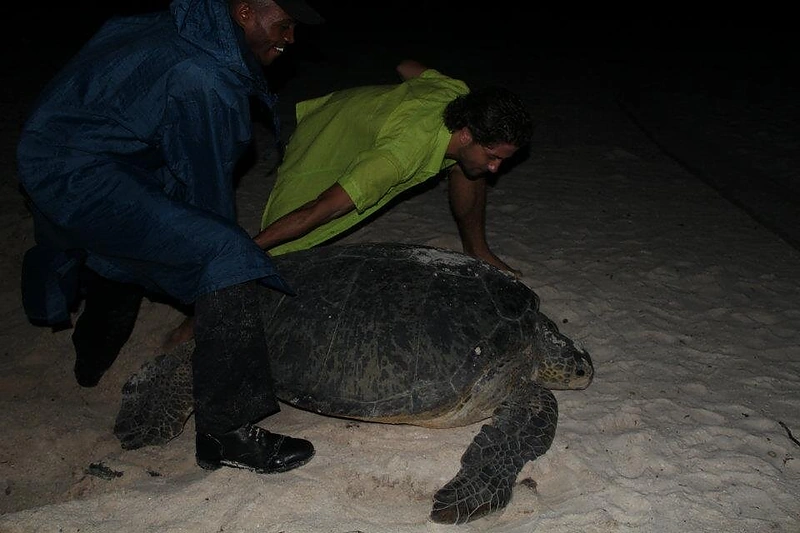 Vėžlienės-gimdyvės gelbėjimo operacija