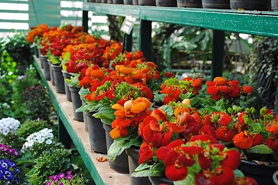 Ateities gėlės. Ko galime tikėtis?