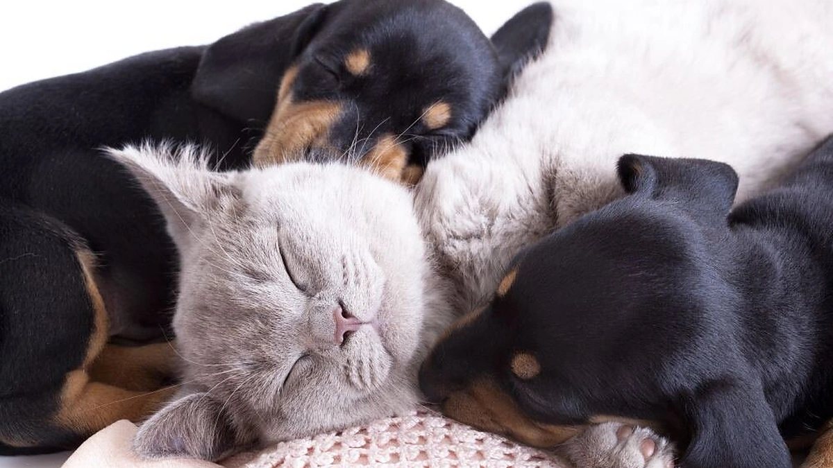 Miegantys augintiniai