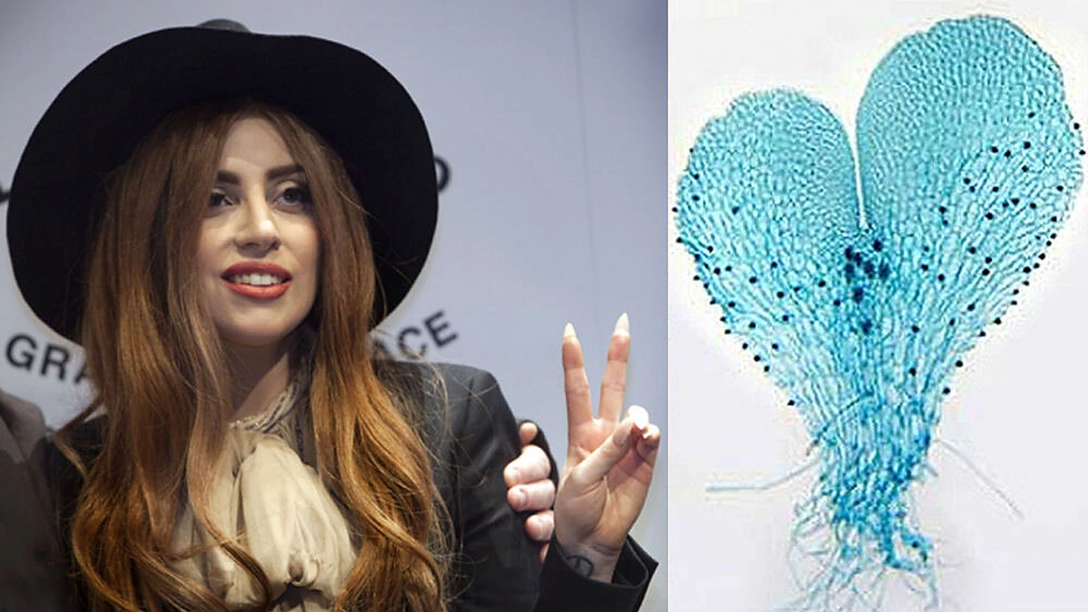 Lady Gaga ir jos vardu pavadintas papartis