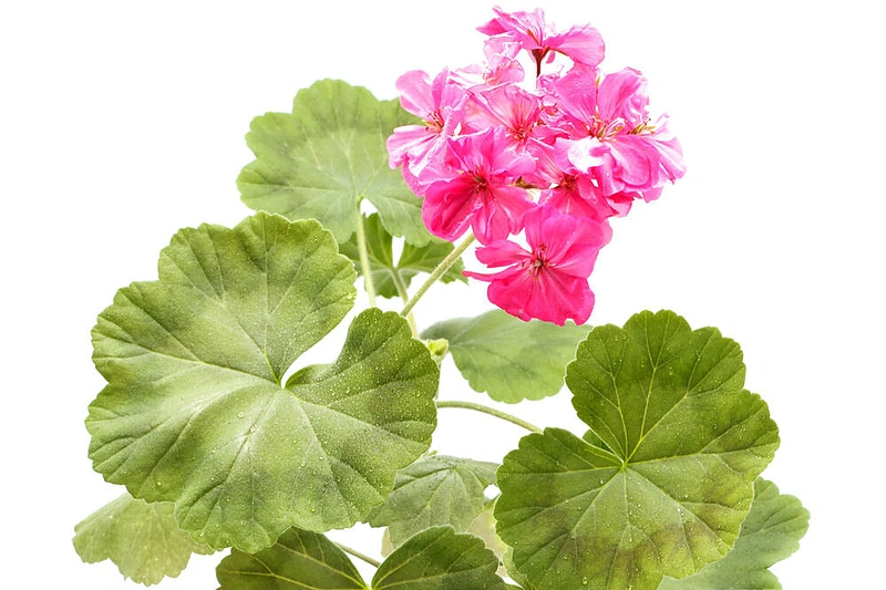 Pelargonija