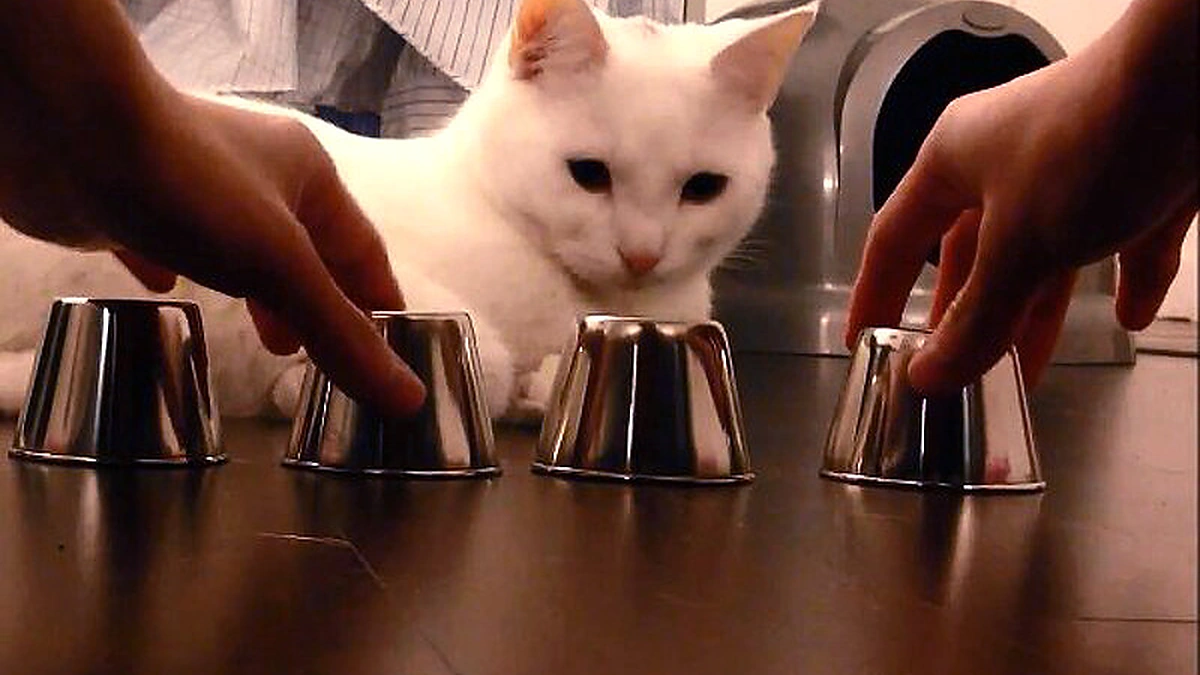 Aiškiaregis katinėlis Kido