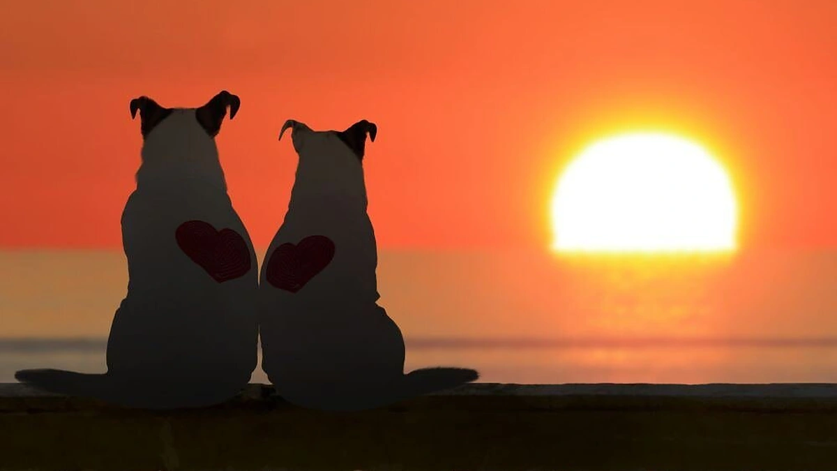 Meilė gyvūnų pasaulyje