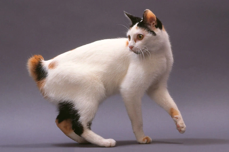 Japonų trumpauodegė katė