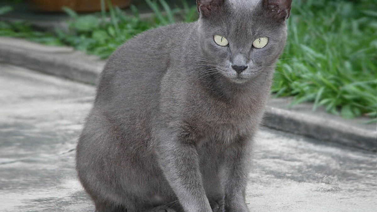 Koratų veislės katė