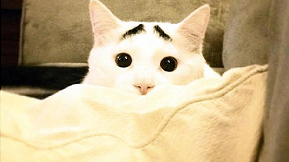 Neįprastų bruožų katinėlis Samas