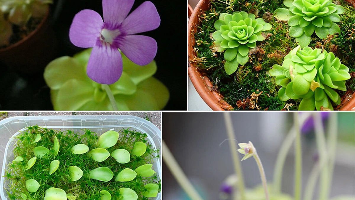 Morano tuklės: dauginimas, auginimas žiemą, žiedai ir vaisius