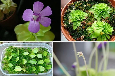 Dailiosios tuklės – plėšriosios vabzdžių gaudytojos