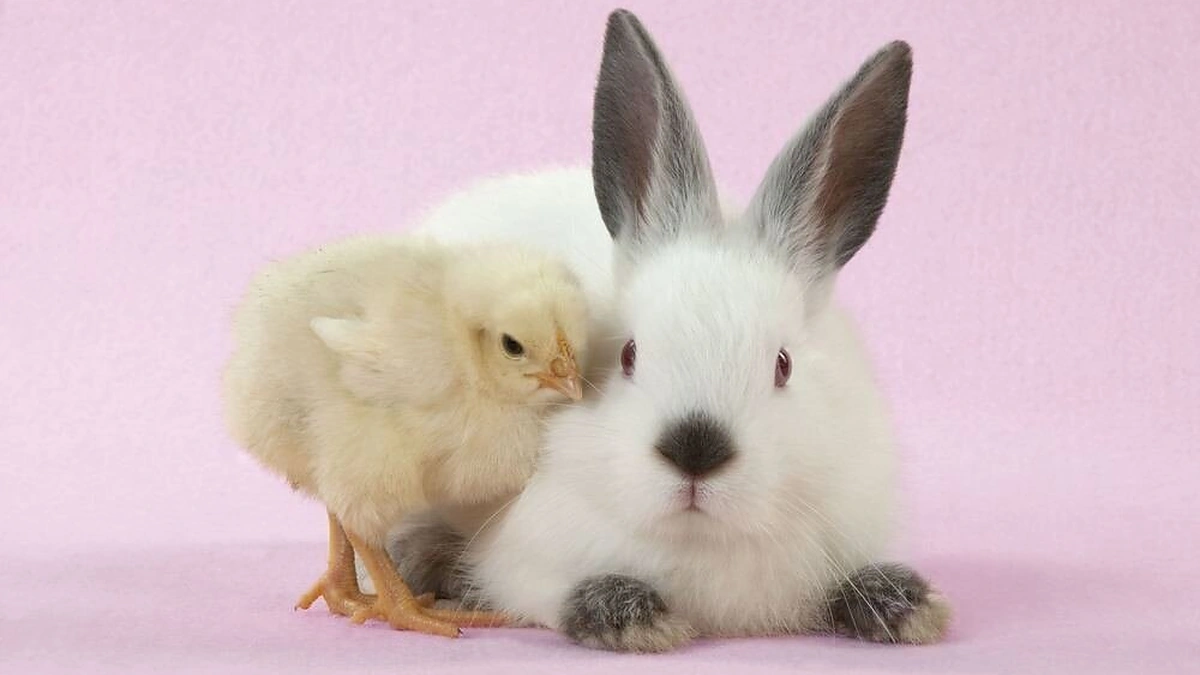 Viščiukas ir triušis