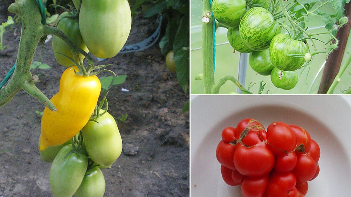 „Roman Candle“, „Green Zebra“ ir „Reisetomato“ pomidorų veislės