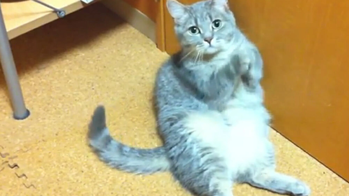 Miela riebuilė katė