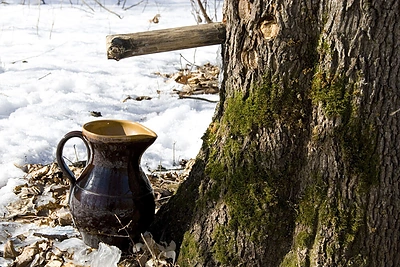 4 sveikatai naudingi gėrimai su beržų sula