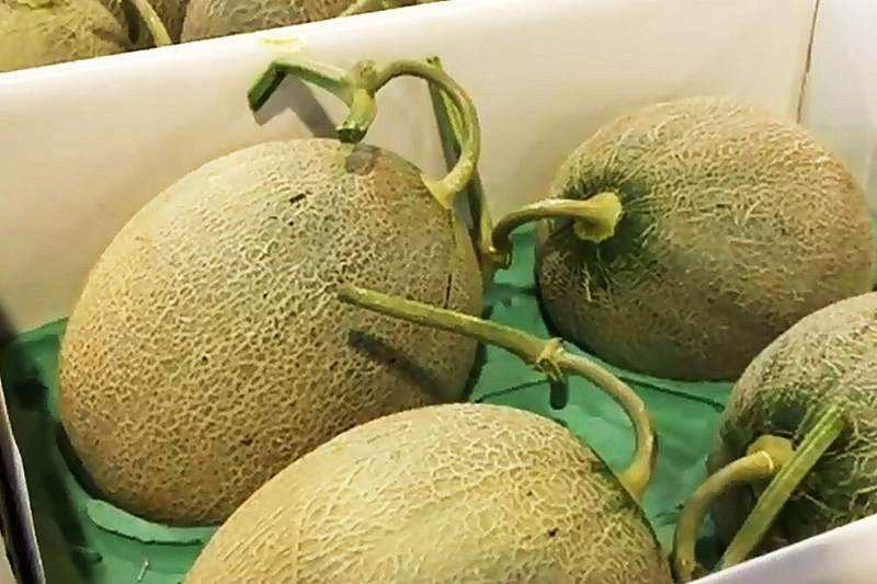 YUBARI karališkieji melionai