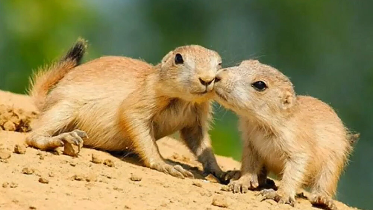 Meilė tarp gyvūnų