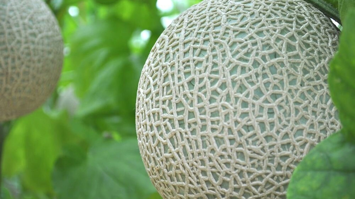 Prabangūs vaisiai. Kodėl jie tokie prabangūs?