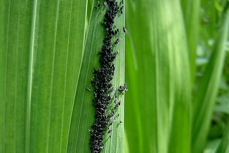 Juodieji amarai ant kardelių