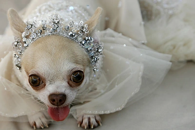 Garsiausi pasaulio milijonieriai… gyvūnai