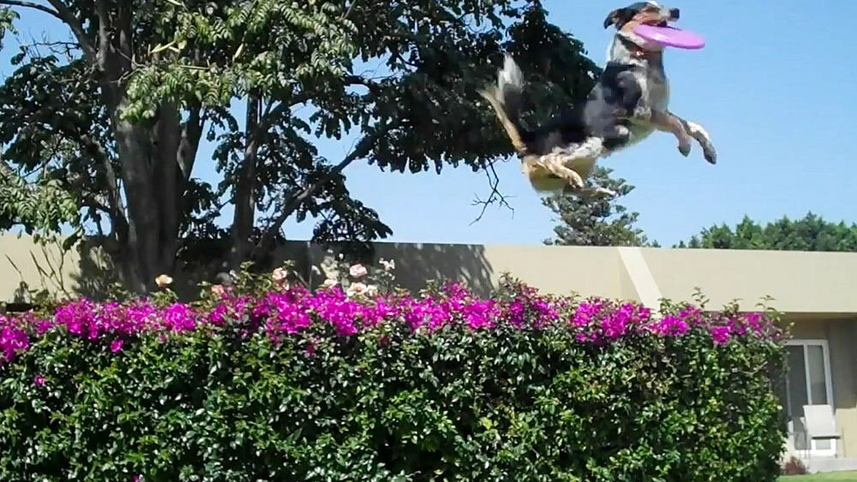 Šiuolaikinių šunų linksmybės