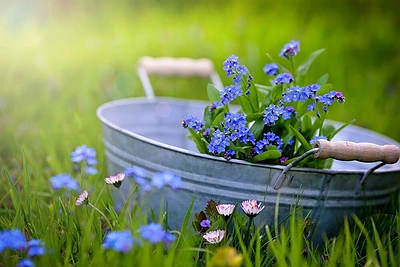 Gėlių horoskopas. Koks augalas jus globoja?