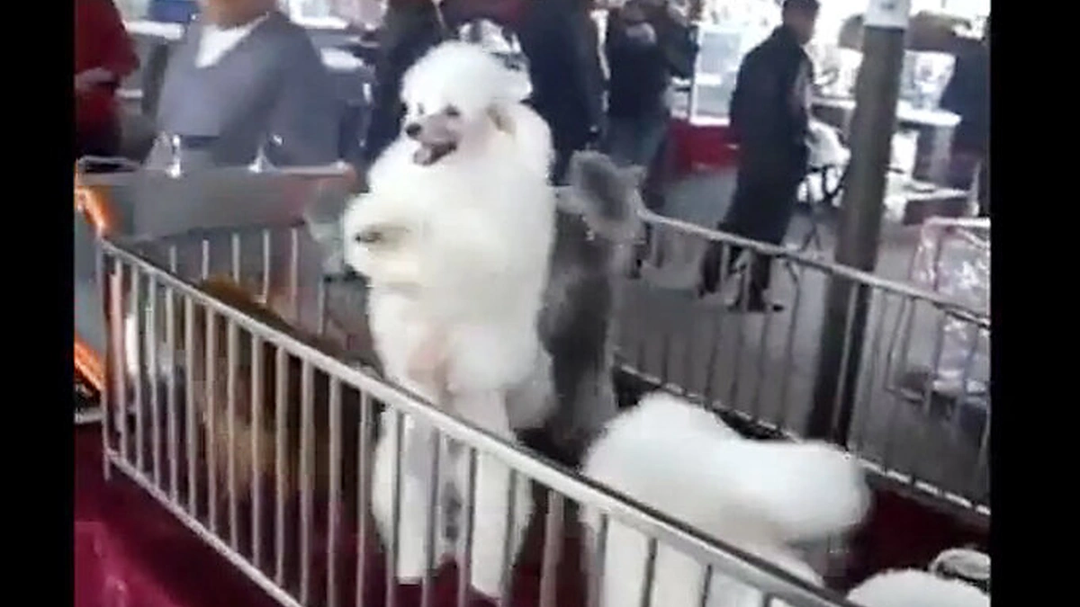 Šokio ritmu judantys pudeliai