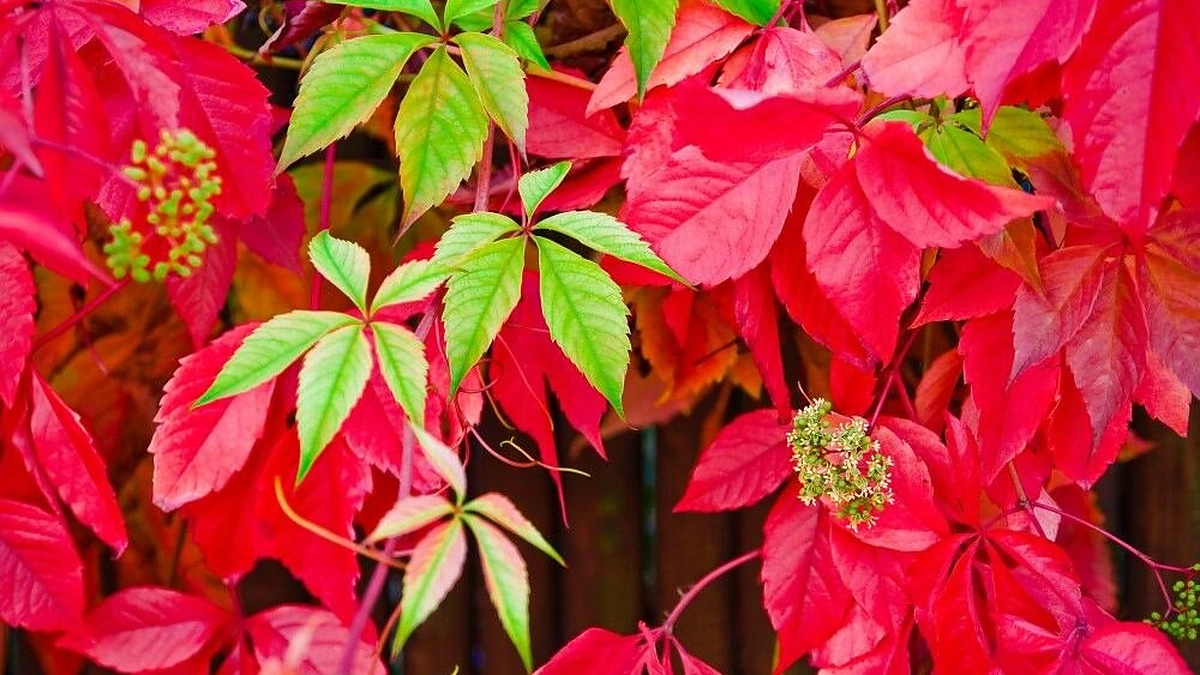 Penkialapis vynvytis