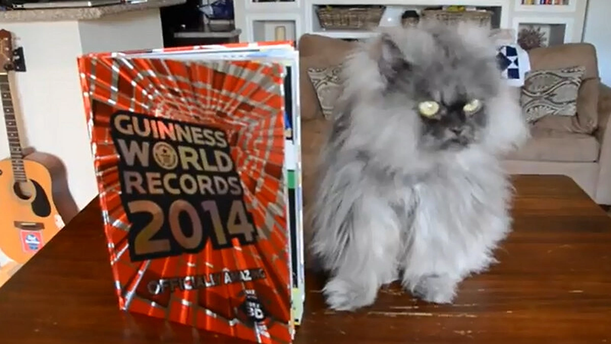 Katinas pulkininkas Miau