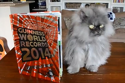 5 garsiausios pasaulio katės