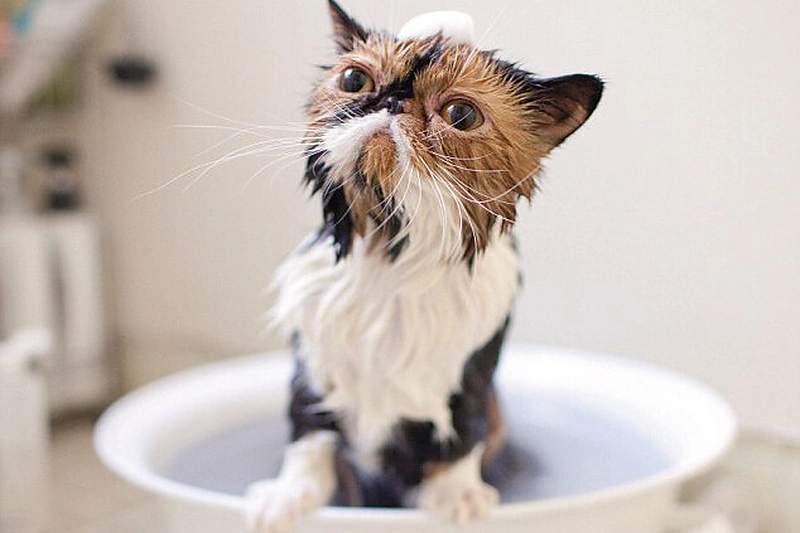 Memebon – mieliausia katytė pasaulyje