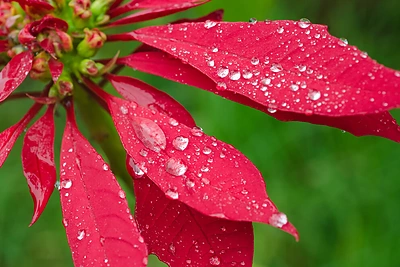 Kambarinių augalų priežiūra šaltymečiu: ką derėtų žinoti?