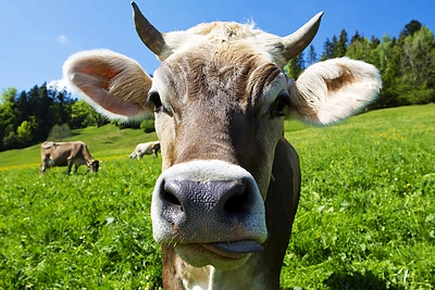 Parfumerė sukūrė kvepalus... karvėms