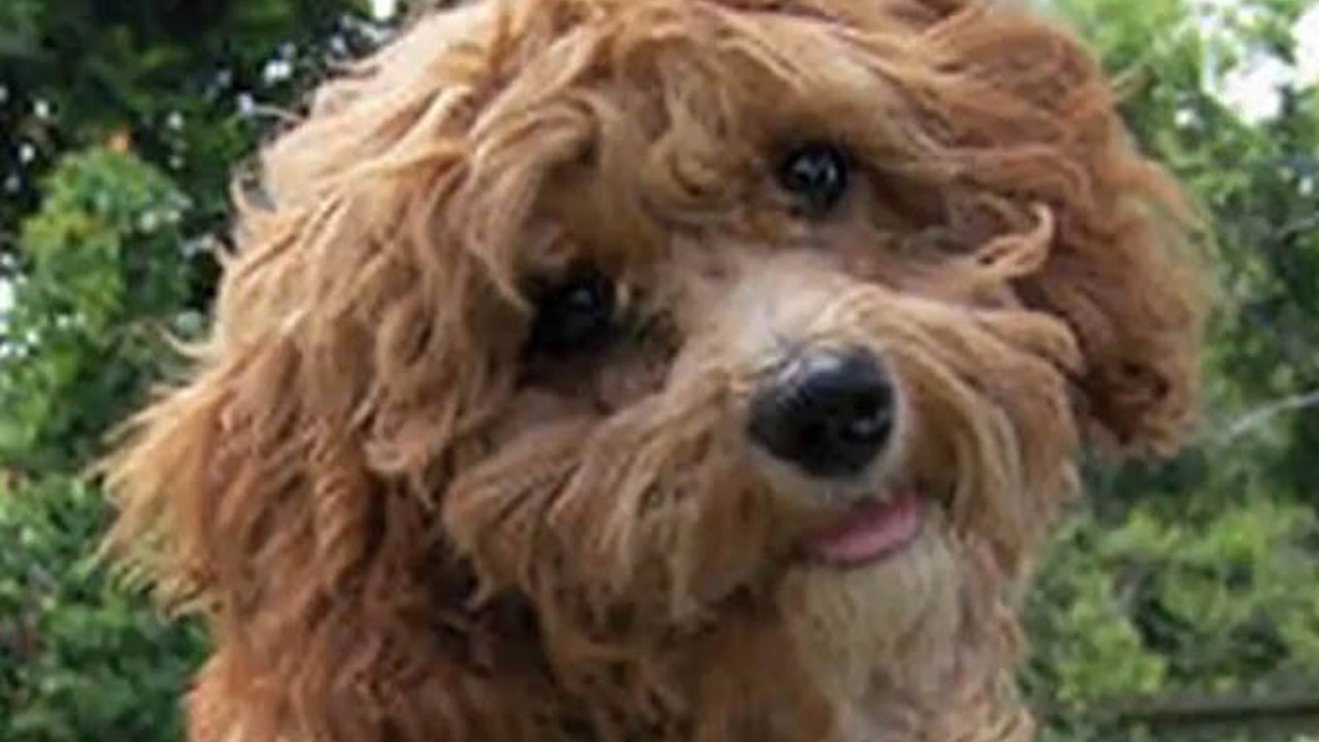 „Cava-Poo-Chon“ veislės šunelis