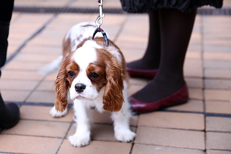 Agnės Grigaliūnienės šuo Saliutas