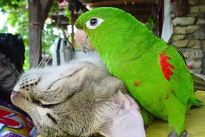 Juokingi vaizdeliai iš papūgų gyvenimo