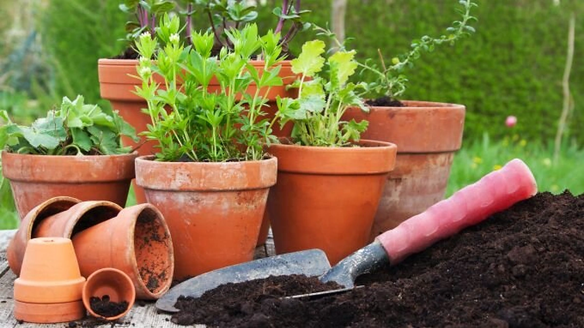 Metas persodinti augalus!