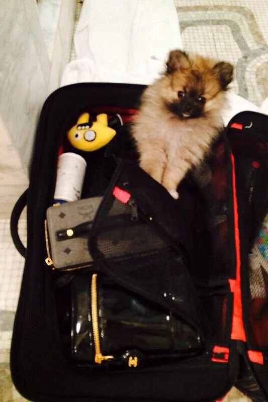 Naujasis Miley Cyrus šuo Moonie