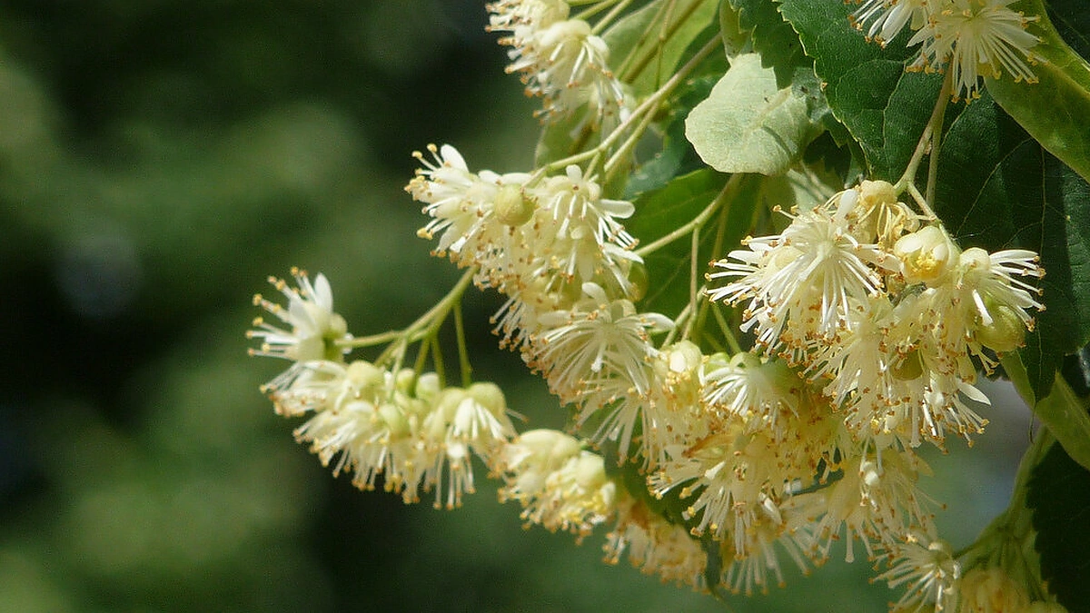 Vasarą prisirinkite liepžiedžių