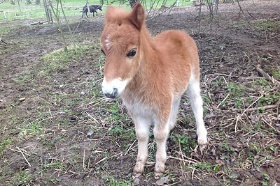 50-ojo jubiliejaus proga Daina Bilevičiūtė dovanų gavo ponį