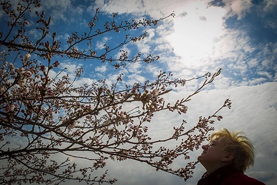 Prie Nacionalinės dailės galerijos pradėjo žydėti sakuros / Irmanto Gelūno / BNS nuotr.