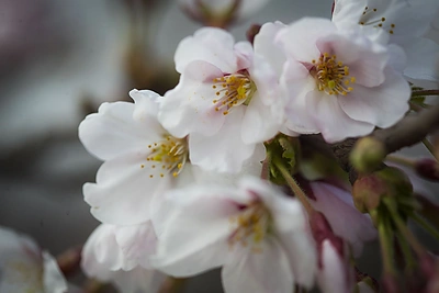 Prie Nacionalinės dailės galerijos pradėjo žydėti sakuros / Irmanto Gelūno / BNS nuotr.