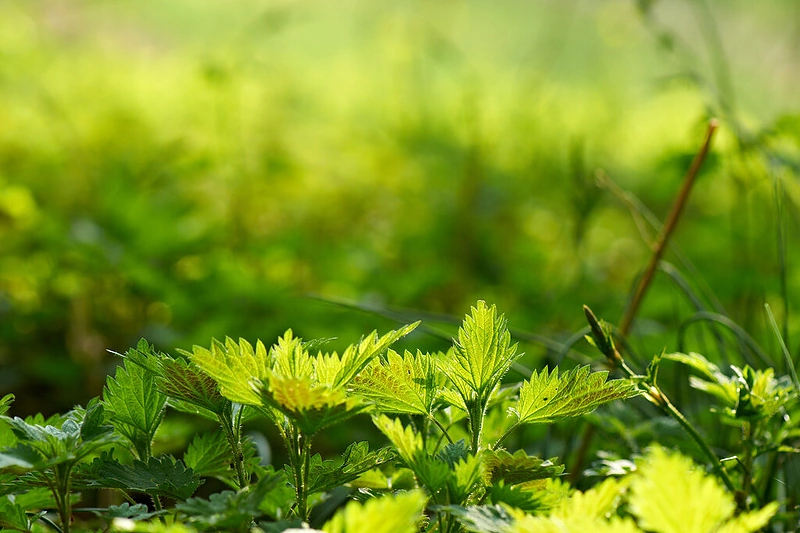 Pavasarinės dilgėlės