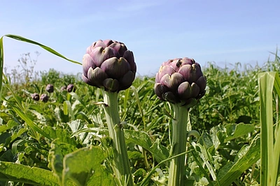 Prekybos tinklų lentynos pildosi neįprastais vaisiais ir daržovėmis
