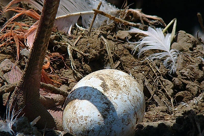 4 nuotrauka: flamingo kiaušinis