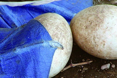 7 nuotrauka: mėlynakojo bubio kiaušiniai